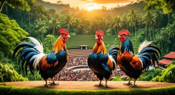 Sejarah Sabung Ayam di Indonesia dan Asal Usul