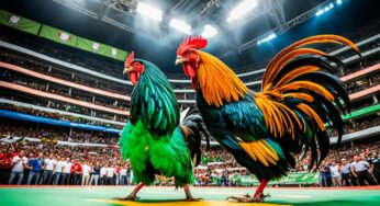 Panduan Lengkap Judi Sabung Ayam Online