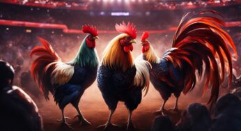 Kiat Bermain Sabung Ayam Online Aman & Terpercaya