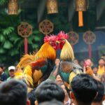 Agen sabung ayam terpercaya